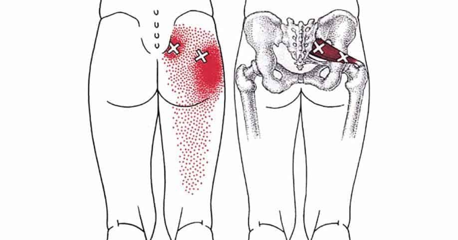 Illustration of the Piriformis muscle