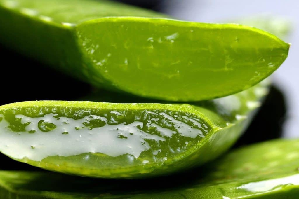 Aloe Vera plant cut in half