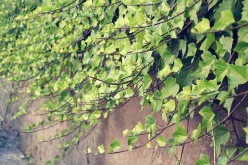 English Ivy (Hedera helix)