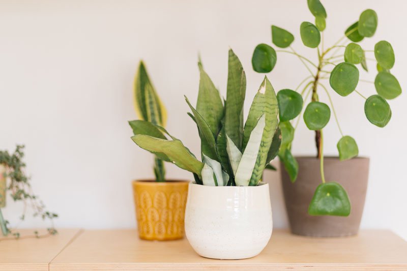 Snake Plant (Sansevieria trifasciata)