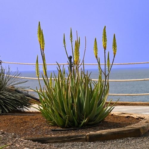 Aloe Vera (Aloe barbadensis miller)