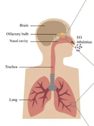 Inhaled EO response delivery to brain through the respiratory and olfactory systems