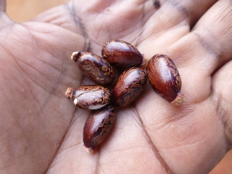 Castor Plant Seeds