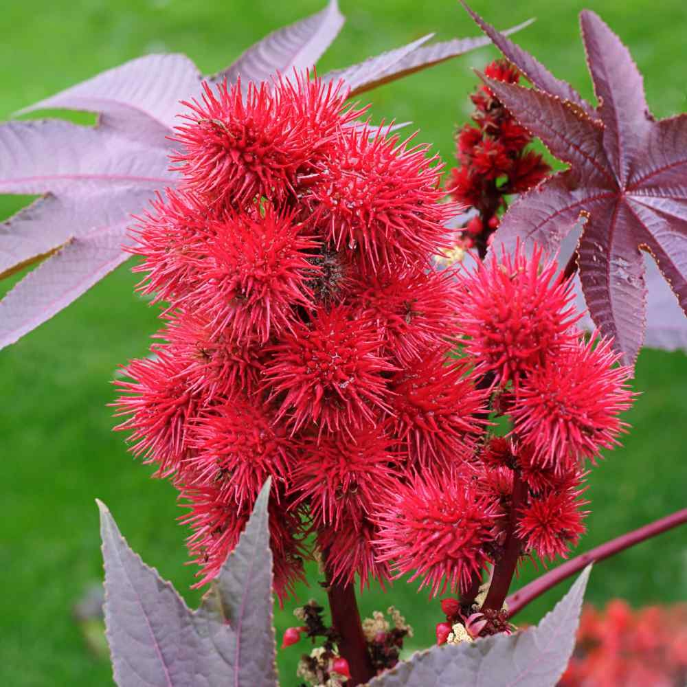 Castor Plant