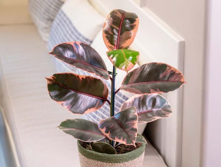 Rubber Plant (Ficus elastica)