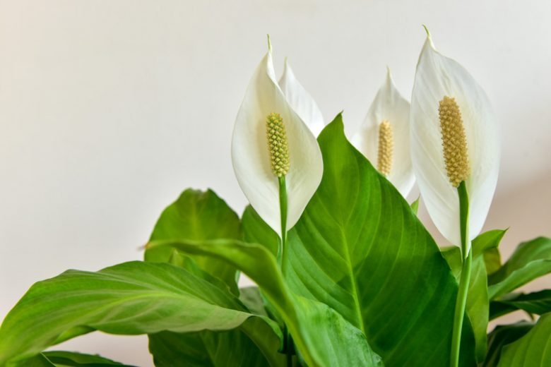 Peace Lily (Spathiphyllum)