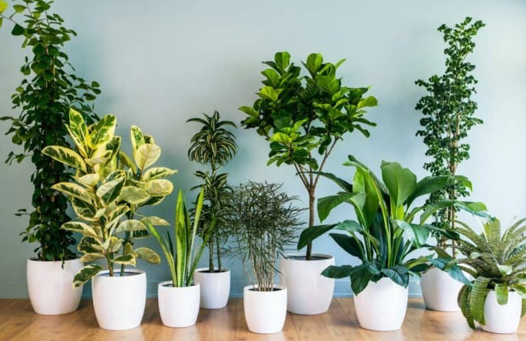 picture of plants