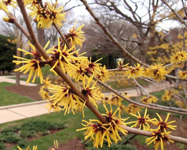 Witch Hazel flowers in Fürth City Park, Germany