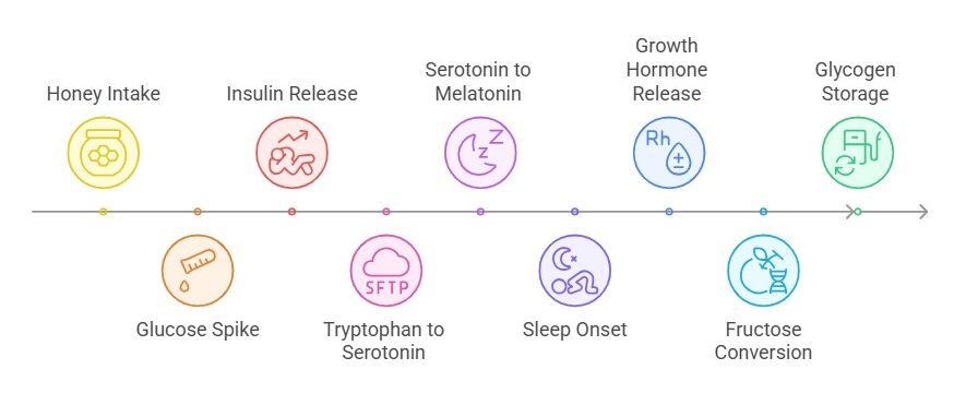 Chart: Honey-Induced Sleep and Recovery Cycle