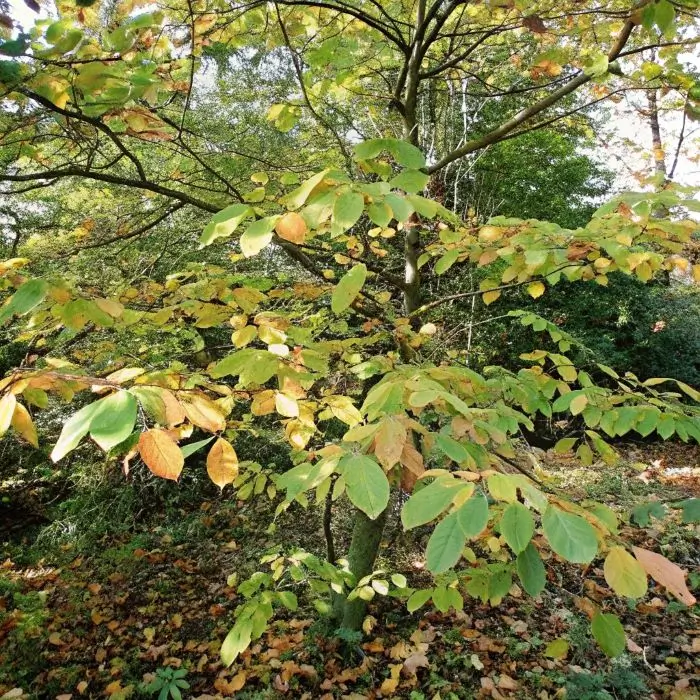 Witch hazel tree leaves in autumn