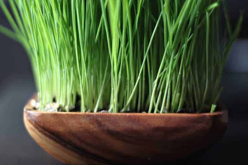 Wheat grass - Longevity Foods