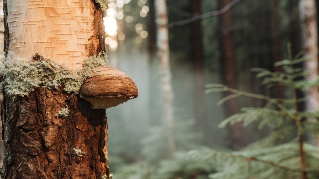 A close up photo of a chaga mushroom growing on a mature tree.