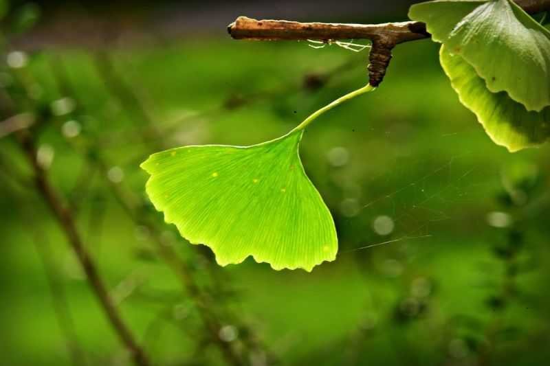 ginkgo-biloba foods to eat to live longer