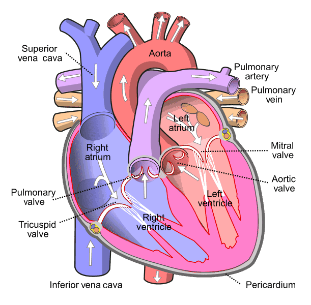 Diagram of the human heart