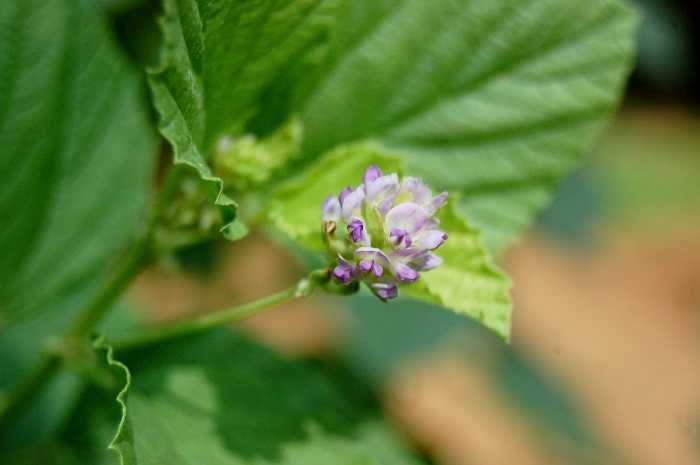 Close up picture of Bakuchi plant with flower