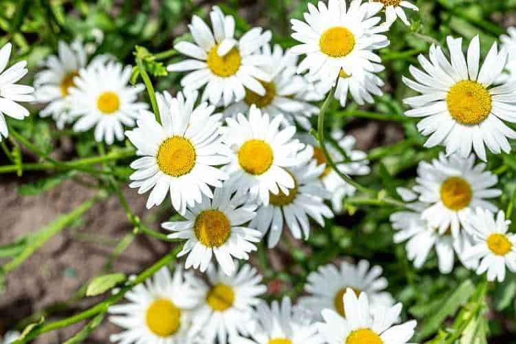 Close up of chamomile flowers