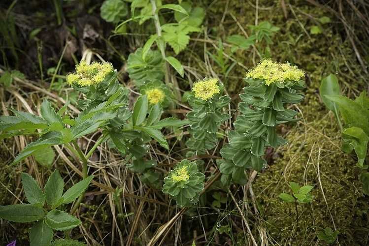  Rhodiola Rosea