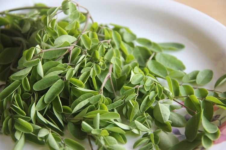 moringa oleifera leaves