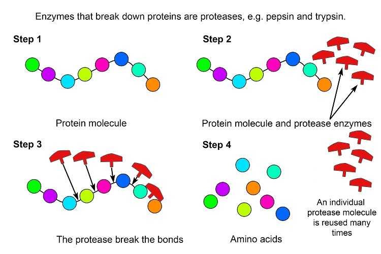 proteolytic enzymes breaking down protein