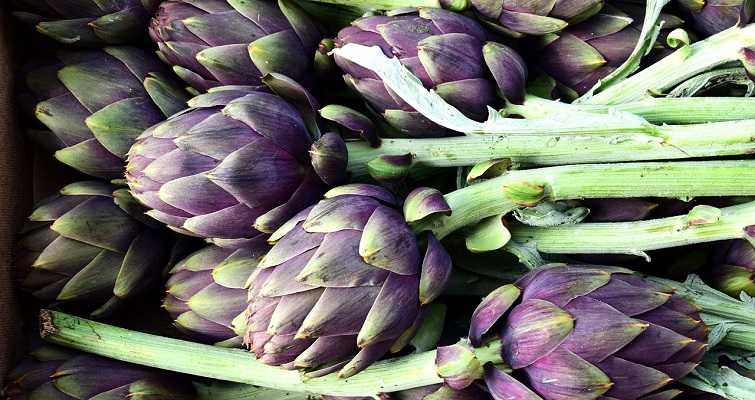 artichokes