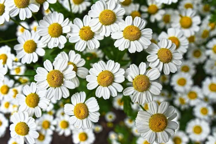 A close up of chamomile flowers