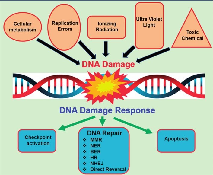 Graphical illustration demonstrating the DNA damage caused by different sources and the cellular response to DNA damage.