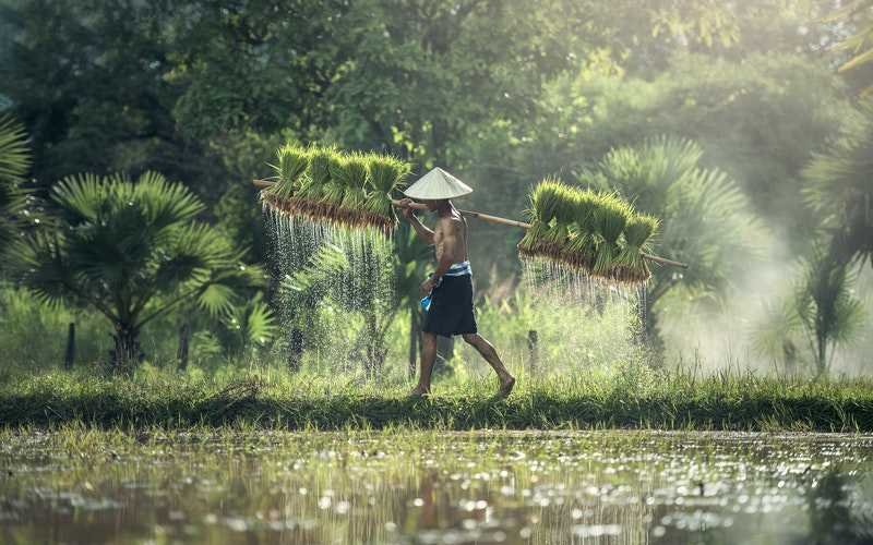 asian man harvesting rice