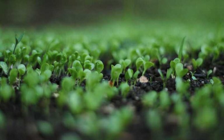 broccoli sprouts