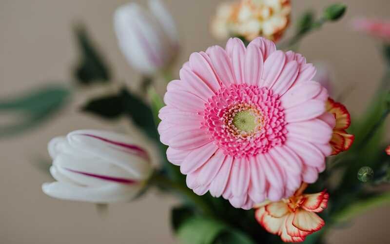 pink carnation flower