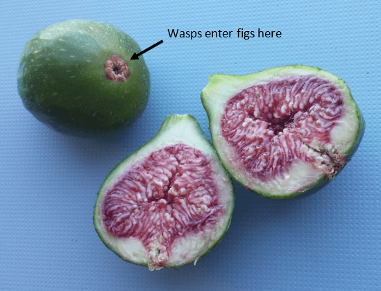 Are figs vegan - Figs