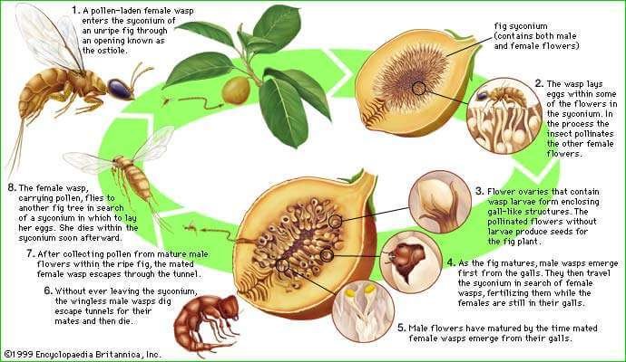 Are Figs Vegan - Representation of the lifecycle of the wasp