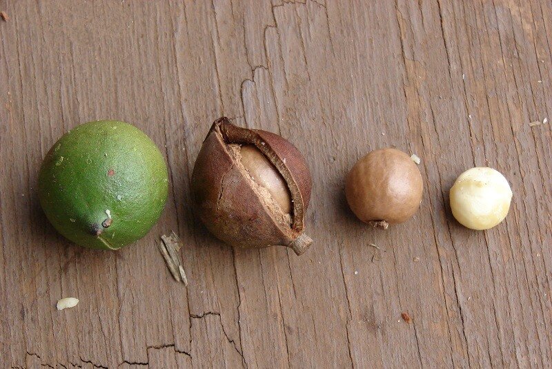 macadamia nuts