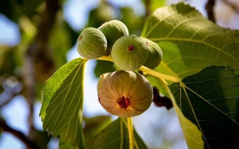 figs on a tree