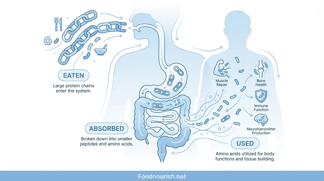 Diagram showing protein absorption stages from consumption to utilization in the human digestive system