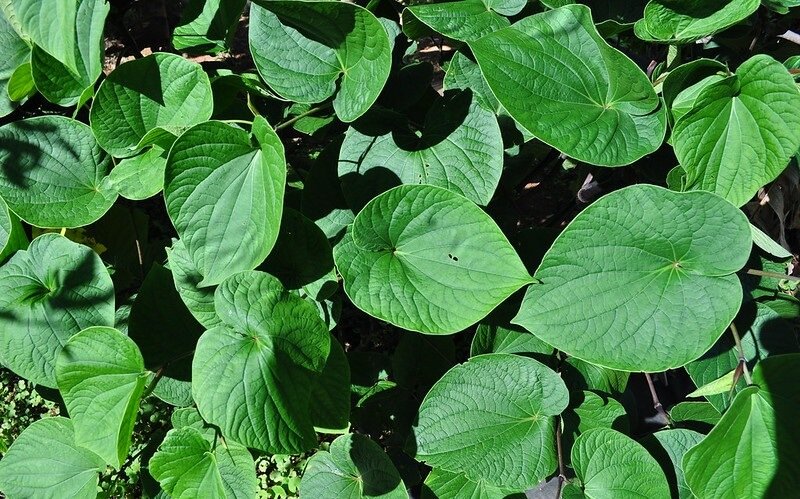 Image of Kava Kava