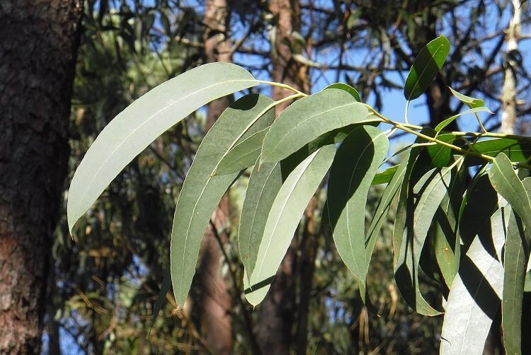 Eucalyptus leaves