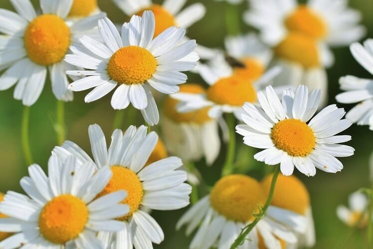 Image of Chamomile Flowers