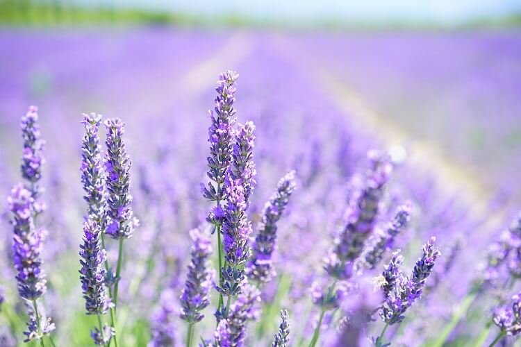 image of lavender