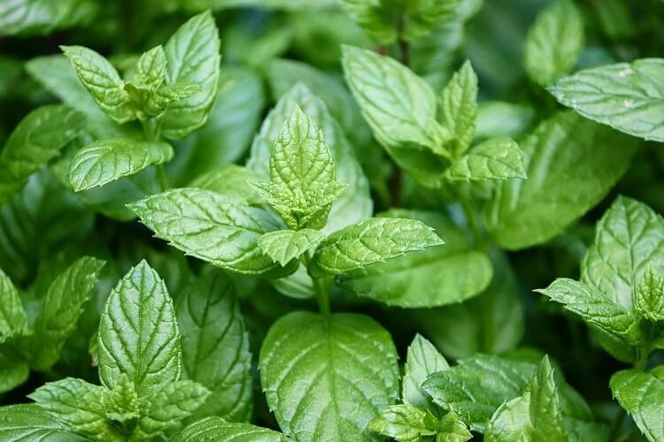 Image of Pepperming Leaves