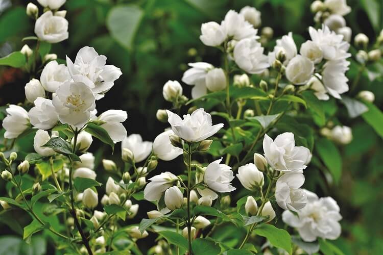 Image of Jasmine Flowers