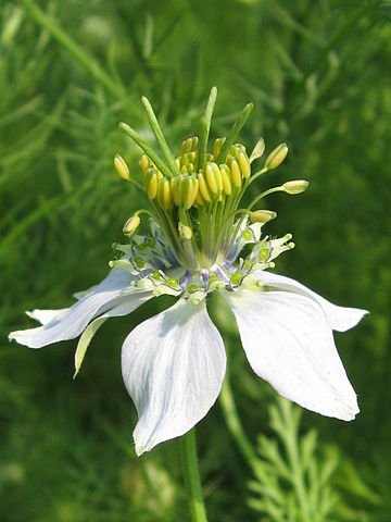 nigella sativa plant