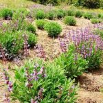 Fields of sage in Greece