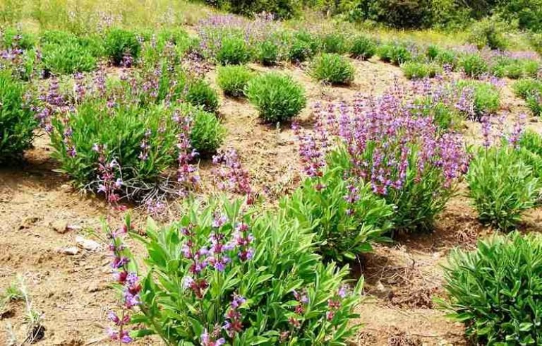 Fields of sage in Greece