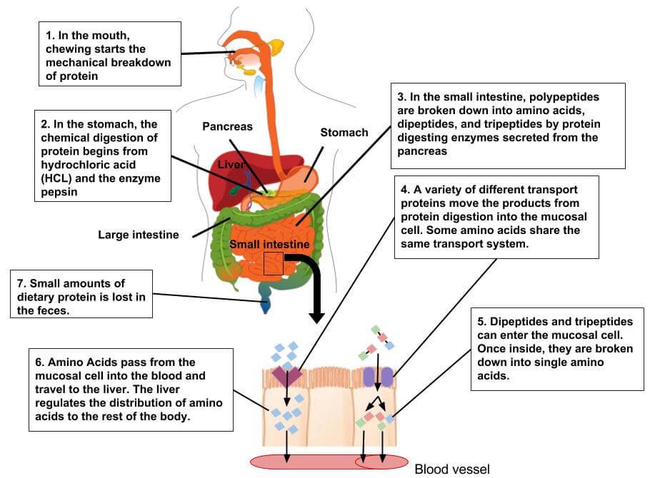 how food is processed by our bodies