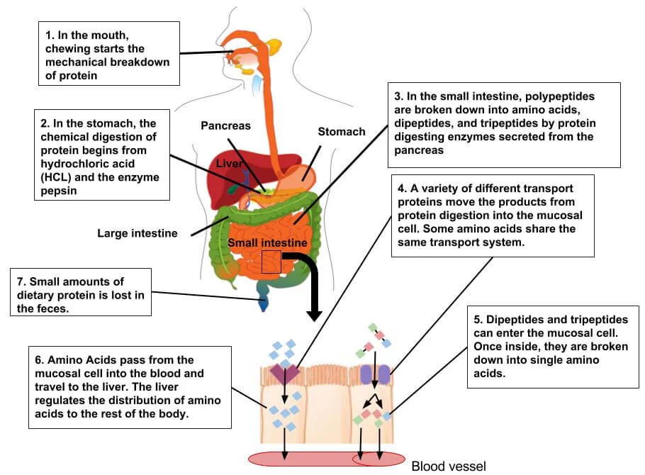 Protein Digestion and absorption