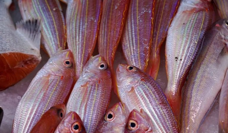 The Featured Image. It shows some red Fish. Fish are a great source of Vitamin B12