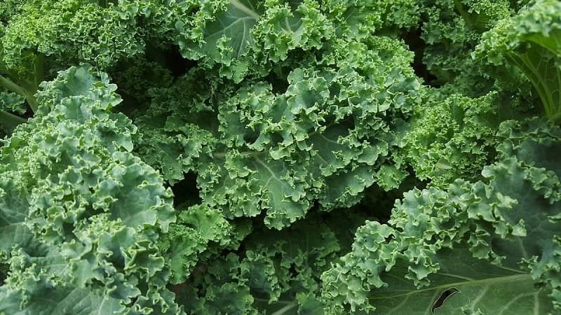 kale one of the best foods for type 2 diabetes