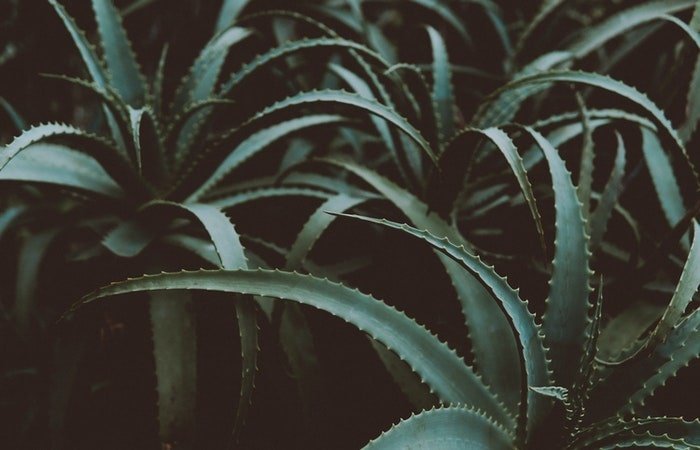 closeup photo of green Aloe Vera plants