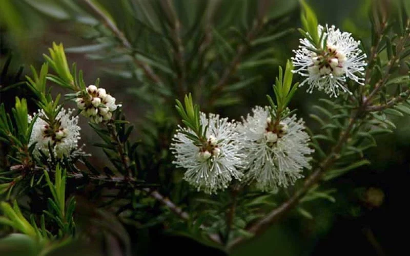 tea tree oil