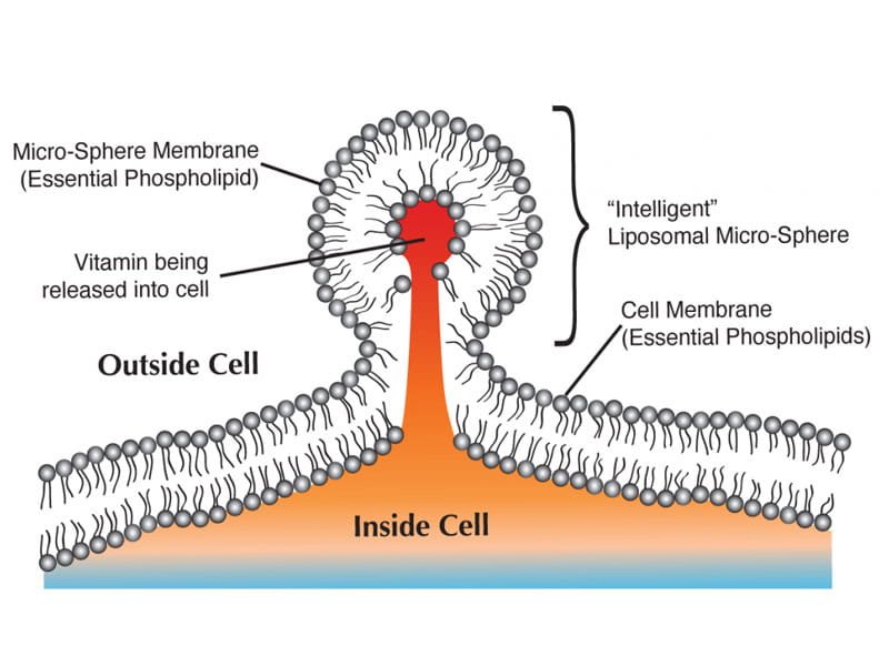 Liposomal Encapsulation Technology Image